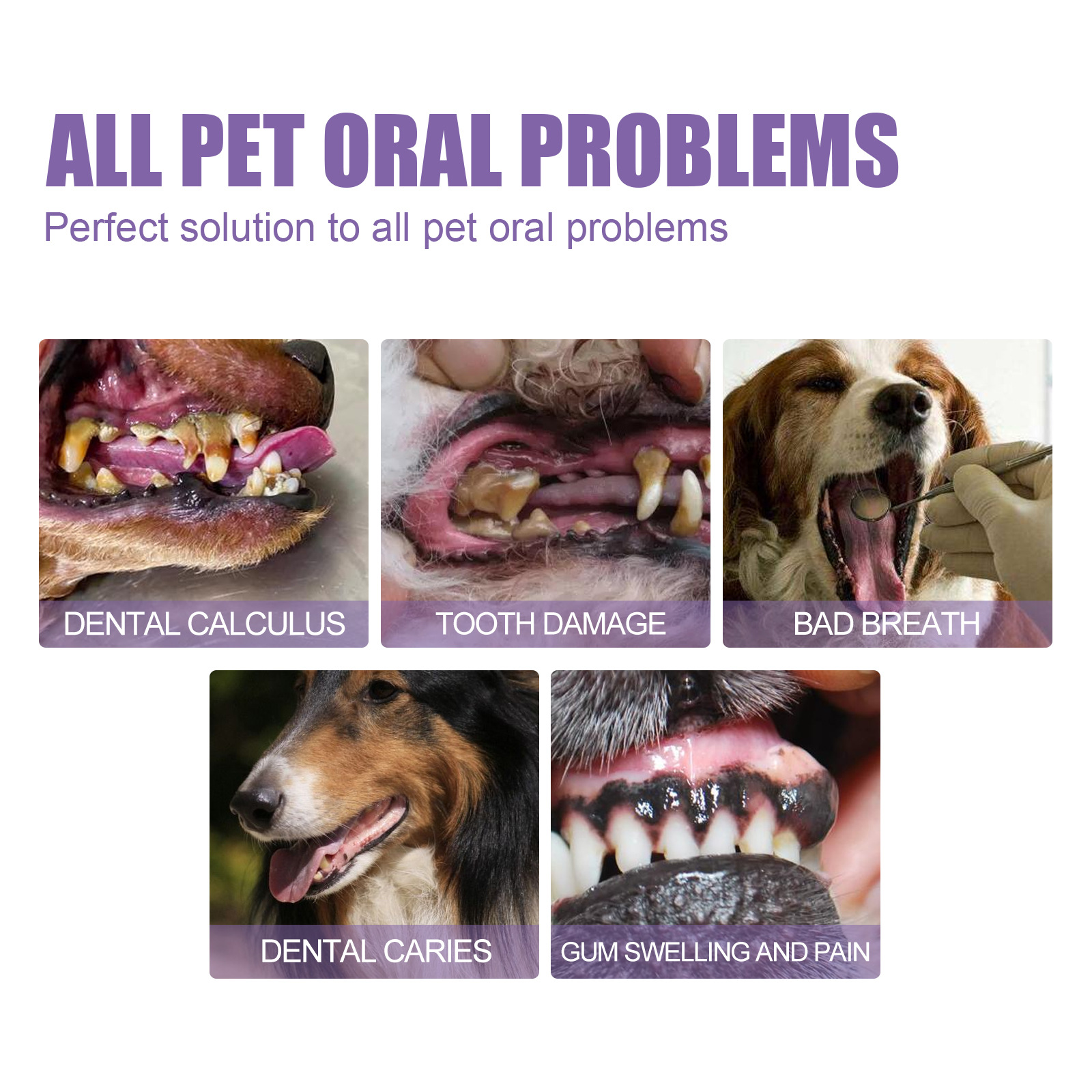 Pet Oral Repair Gel Puppy Tart - Teeth Whitening Near Me recensione e prezzo